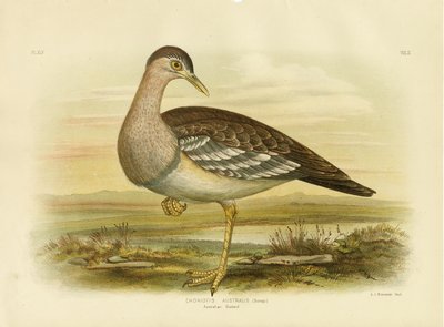 Australian Bustard Or Bush Turkey by Gracius Broinowski